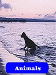 animals